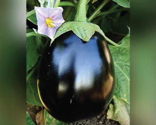 Blackbulb (F1 - HYB)